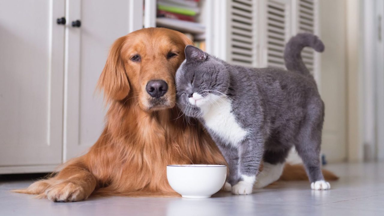 Healthy homemade treats for dogs and cats
