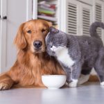 Healthy homemade treats for dogs and cats