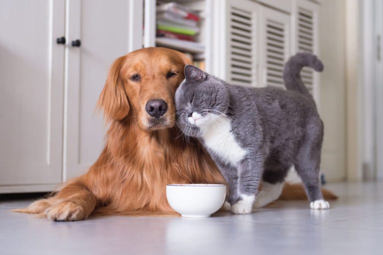 Healthy homemade treats for dogs and cats